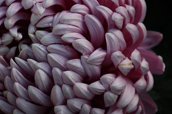 Photo d'une très belle fleur