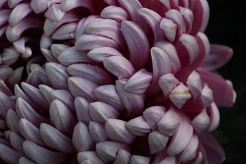 Photo of a very beautiful flower by Mathias Desloovere