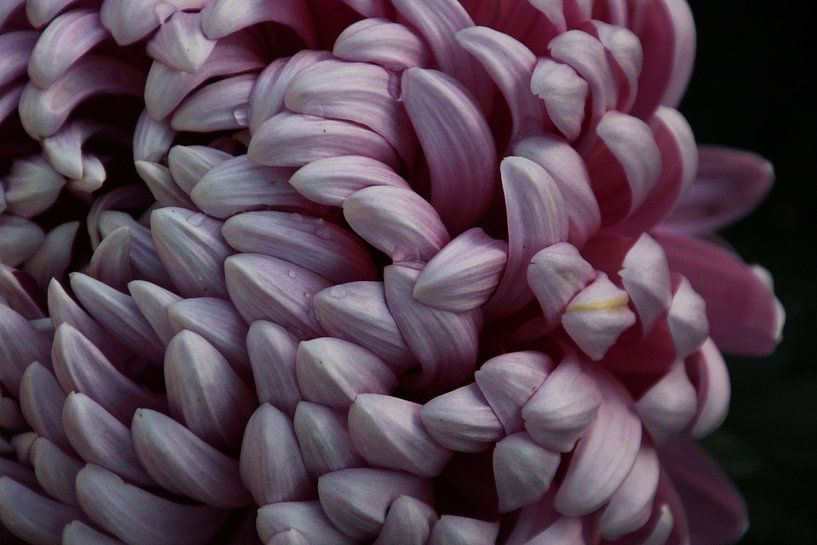 close up van een paarse bloem van Mathias Desloovere