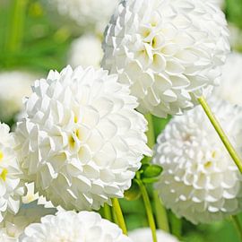 White dahlias by Michael Schuppich
