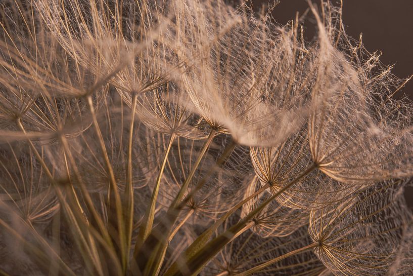 De l'intérieur du Tragopogon par Marjolijn van den Berg