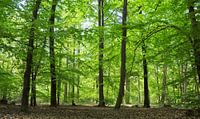 Beech forest in spring
