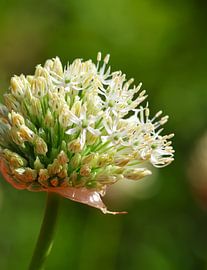 Botanical Freshness – The White Allium by Louise Riethoff