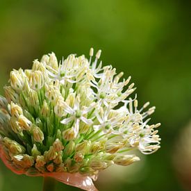 Fraîcheur botanique - L'allium blanc sur Louise Riethoff