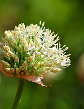 Botanical Freshness – The White Allium