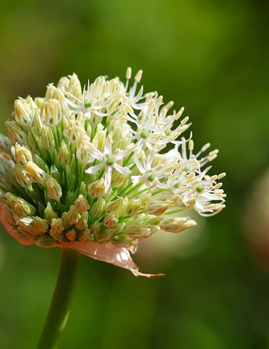 Fraîcheur botanique - L'allium blanc