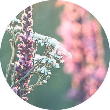 Meinerswijk part 100 van Tania Perneel