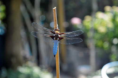 Platbuik libelle