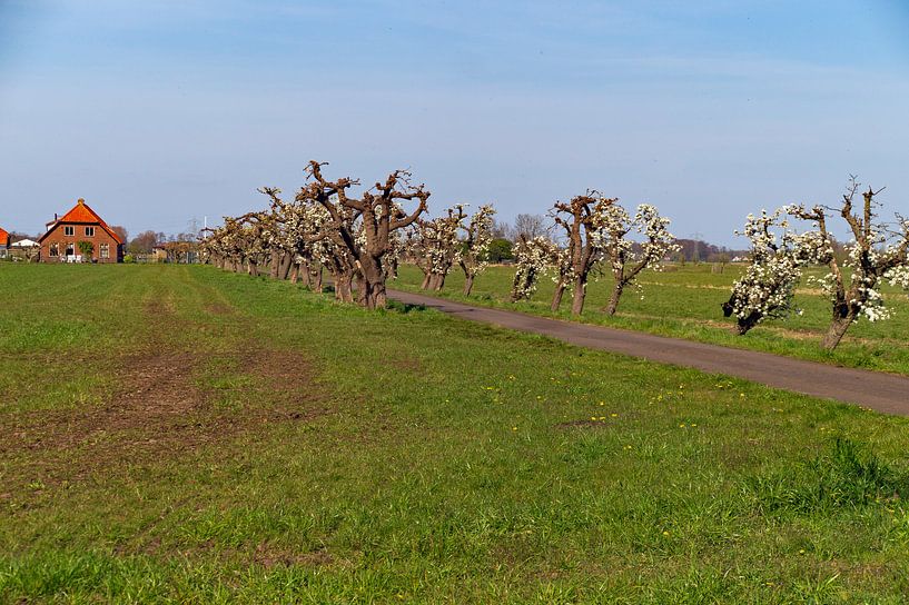 lente bloesem van wil spijker