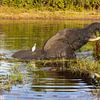 Olifant in de Chobi rivier, Botswana van antonvanbeek1957