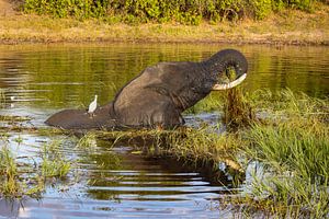 Olifant in de Chobi rivier, Botswana