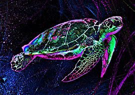 The magic sea turtle by DJF by Dean Jayson Freeman Art | Level Up your Home