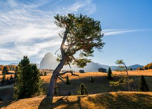 Watch the Sunshine von Falko Schulze Photography