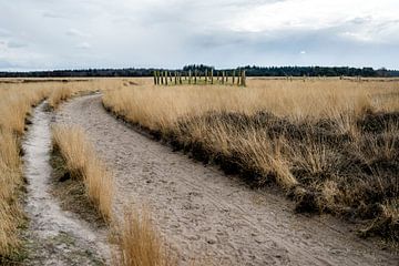 Natuurgebied de Regte Heide van Jeroen van Eijndhoven