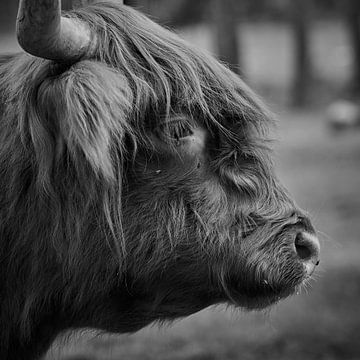 Kop van een Schotse Hooglander in zwart/wit van Jenco van Zalk