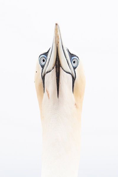 Regarder droit dans les yeux. par Tinus Kremer Fotografie