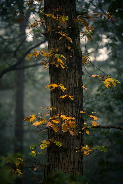 Gold by Patrick Rosenthal