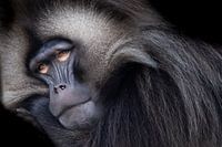 Gelada aansprekend portret