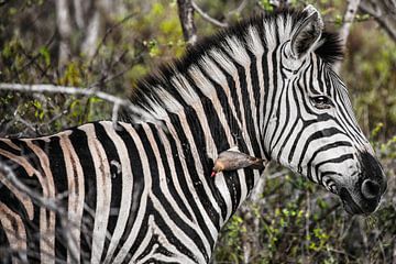 Zebra
