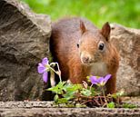 Eichhörnchen von Vera Kämpfe Miniaturansicht