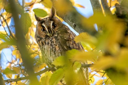 Roestende Ransuil in boom met kleurige herfstbladeren