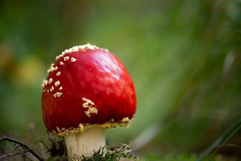 Op een grote paddestoel, roos met witte stippen von Cilia Brandts