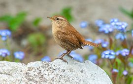 Winter Wren by Harry Punter