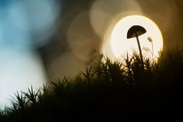 Kleine paddenstoel in zonnig bokeh