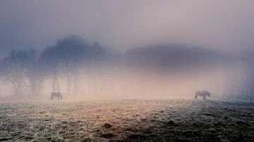Paysage brumeux avec des chevaux et des arbres sur Kim Bellen