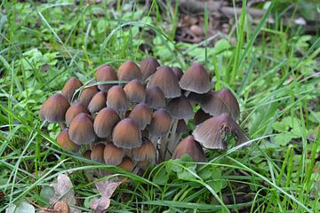 Paddenstoelen op houtsnippers van Bernard van Zwol