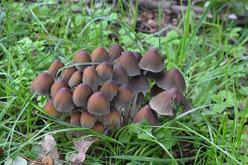 Paddenstoelen op houtsnippers