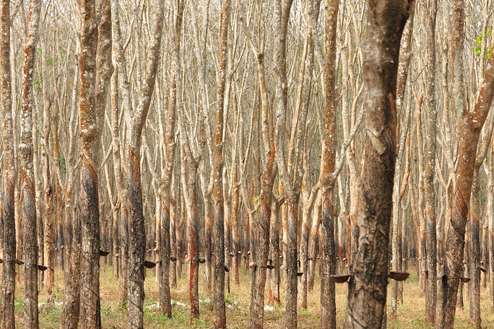 Rubberplantage in Vietnam van <span class="secondary-font">Dirk Verwoerd</span>