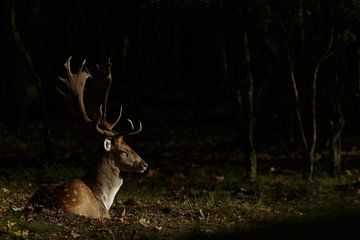 Fallow deer in a spotlight  sur Menno Schaefer