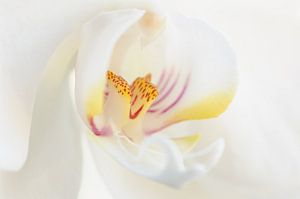 Orchideeën - Bloem Details