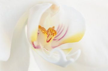 Orchideen - Blütendetails von Rolf Schnepp