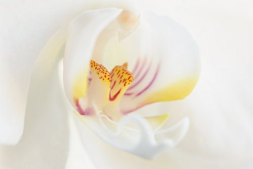 Orchids - Flower Details