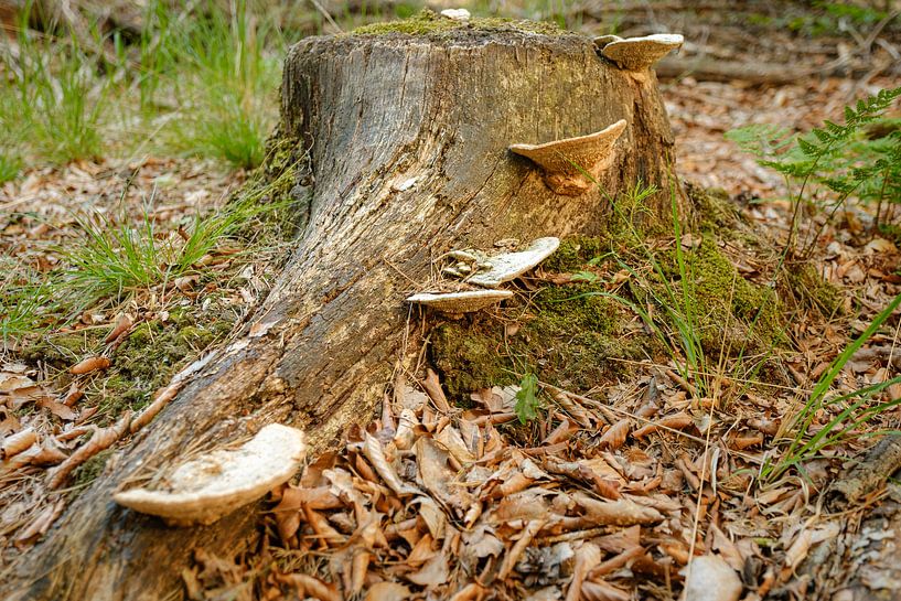 Champignons sur un tronc d'arbre par Johan Vanbockryck