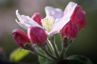 Appelbloesem 4