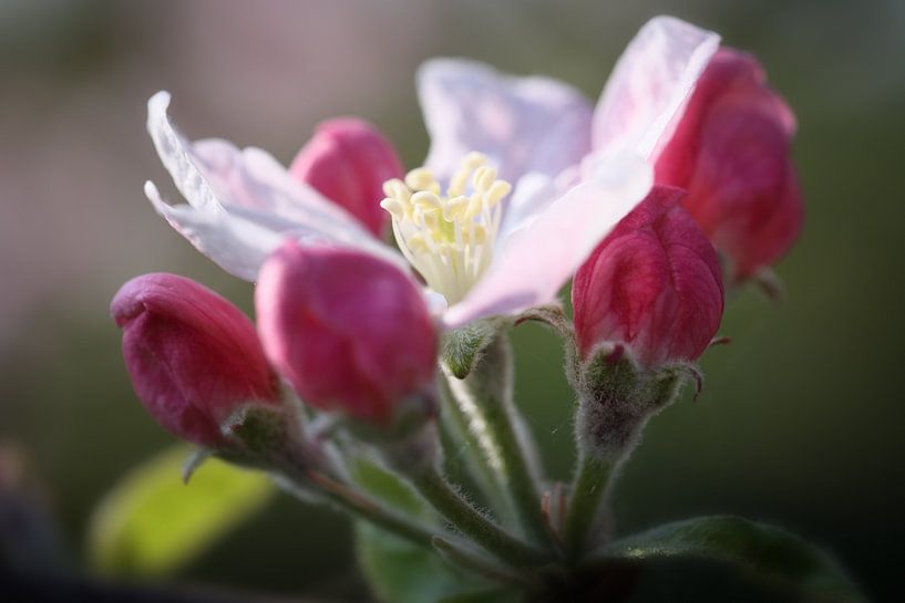 Appelbloesem 4 van patrick verweire