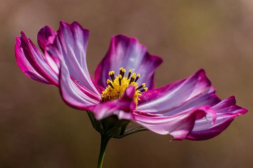 Cosmea bloem paars en roze