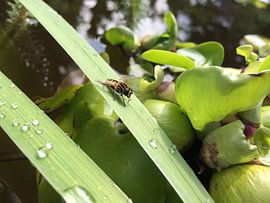 Pendelvlieg op Iris (EUR: 39,- FotoPrint) van Roy Hoeksema