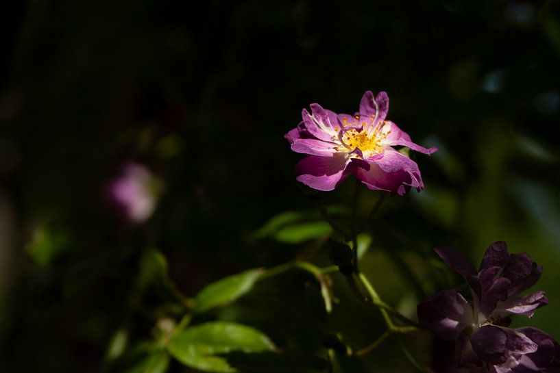 Radiant flower in the shade by DafnePhoto