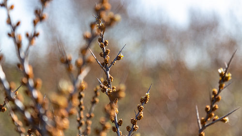 Wilde struik met oranje knopjes