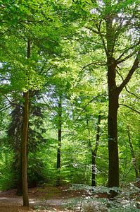 Piste cyclable à travers la forêt