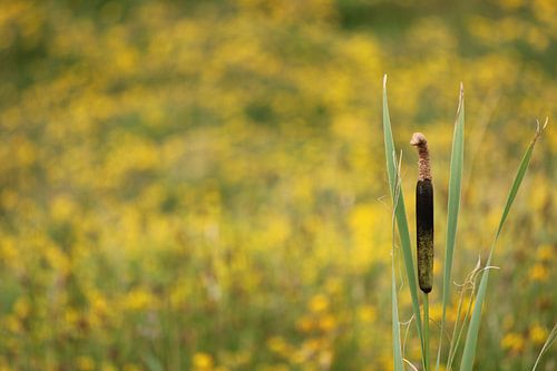 Lisdodde voor een veld koolzaad