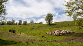 Weiden der Hohen Karpaten von Johannes Jongsma