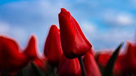 Bereit für einen neuen Tag von Capturedlight.nl Annet & Michel