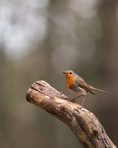 Robin