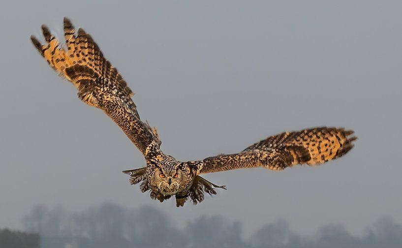 Chasse à l'aigle et au hibou. par Wouter Van der Zwan