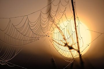 die Sonne und das Spinnennetz